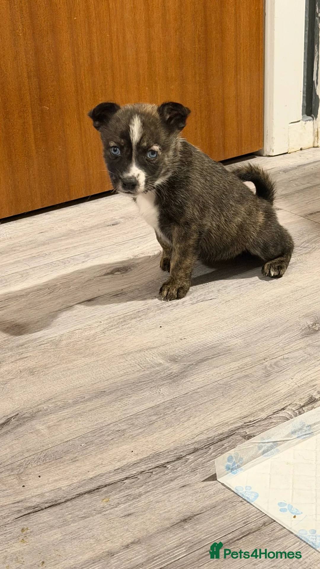Mixed Breed dogs for sale: Staffy/Husky Puppies  - Advert 3