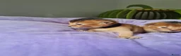 Abyssinian cats for sale: One beautiful Abyssinian boy - Advert 28