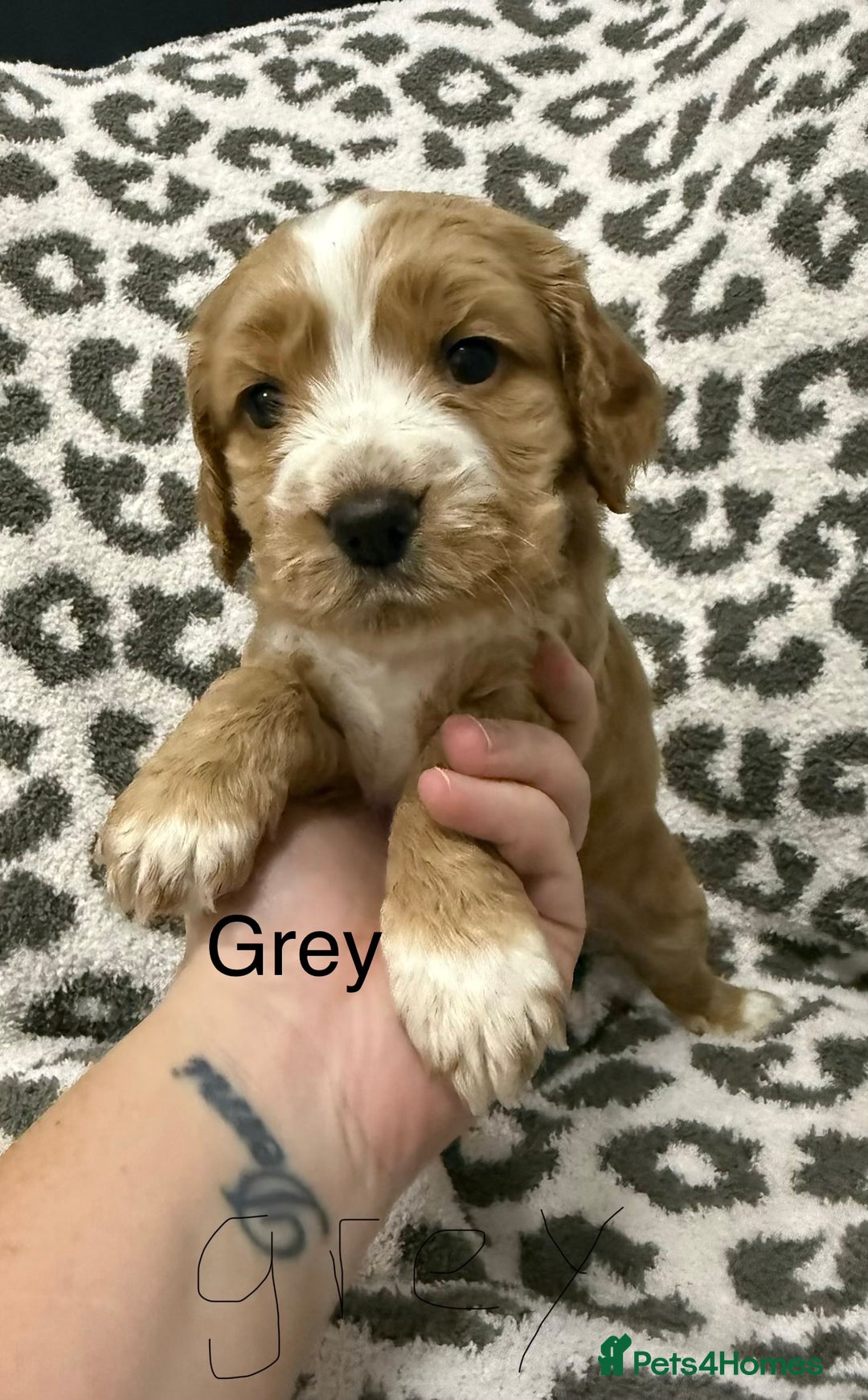 Cocker Spaniel dogs for sale: Beautiful cocker spaniels  - Advert 9