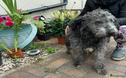 Mixed Breed dogs for adoption: Meet PERCY - a Lovely Boy for a Loving Home - Image 10