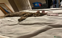 Mixed Breed cats for sale: Adorable female kitten and her mother! ASAP - Image 5