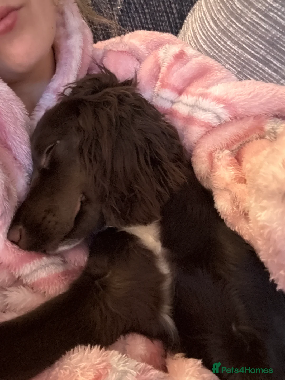 Cocker Spaniel dogs for sale: 7 month old female cocker spaniel  - Advert 5