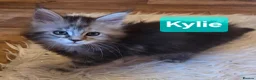 Maine Coon cats for sale: Tica reg maine coon. Poly. - Advert 4