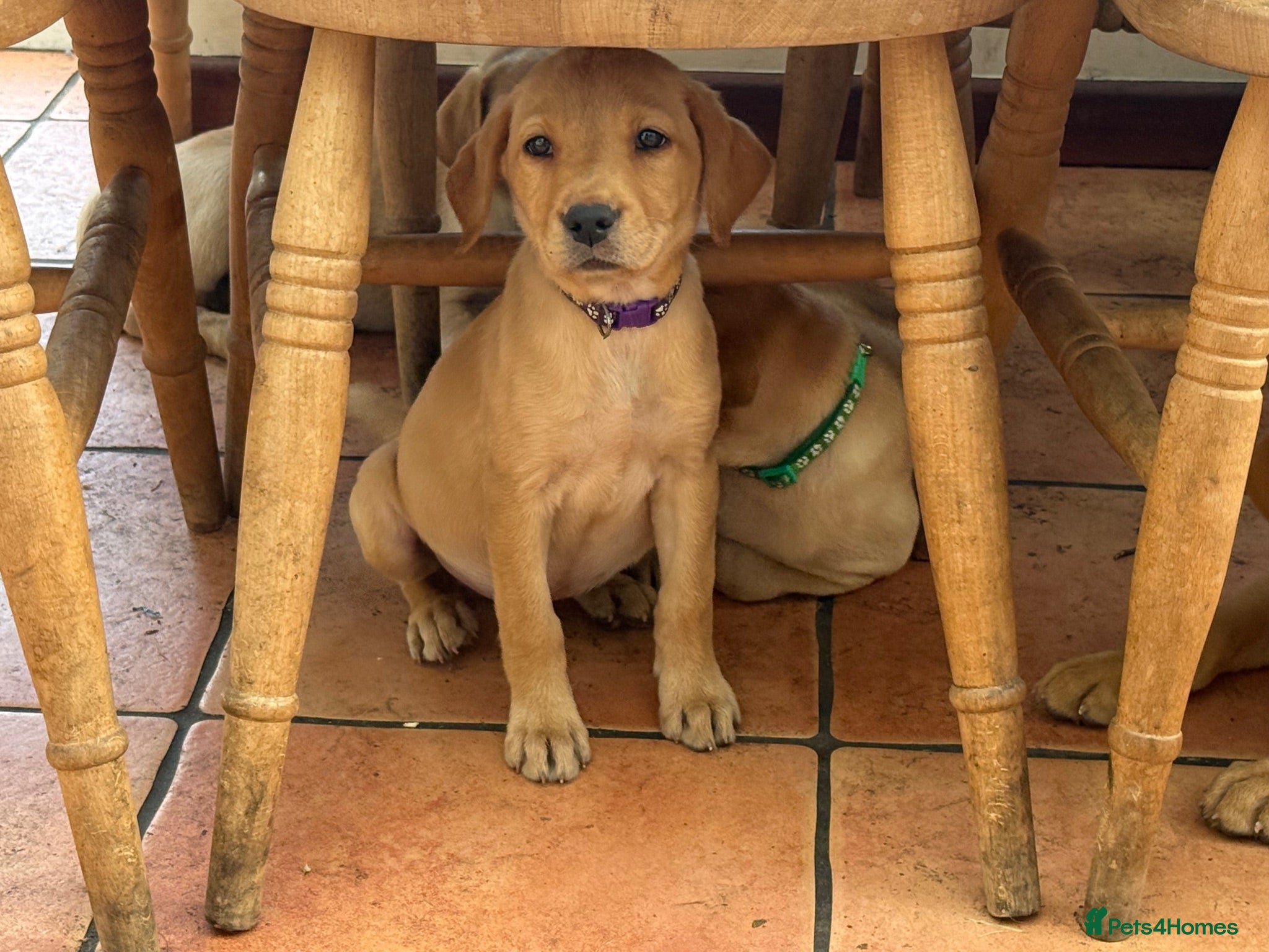 Labrador Retriever dogs Fox Red KC Labrador Puppies - Advert 7