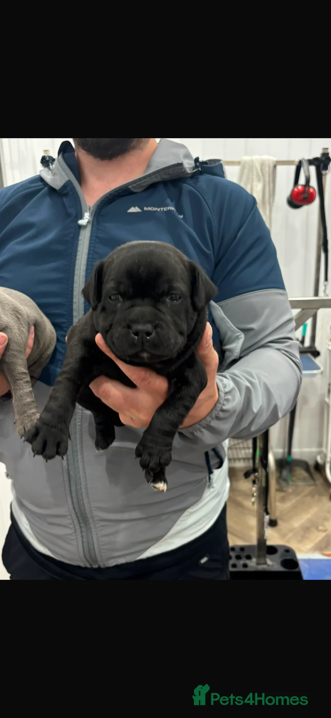Staffordshire Bull Terrier dogs for sale: Staffordshire bull terrier Pups  - Advert 4