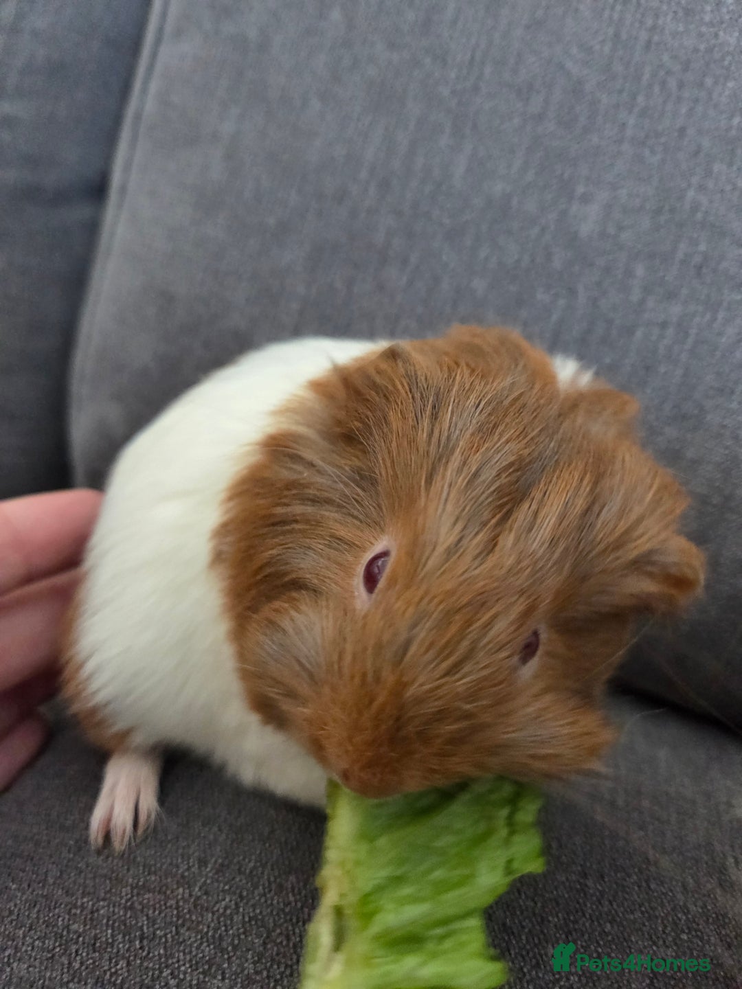 Guinea Pig rodents for sale: Beautiful lilac guinea pigs - Image 5