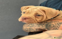 American Bully dogs for sale: Pocket bully female GREAT bloodline READY to leave - Image 15