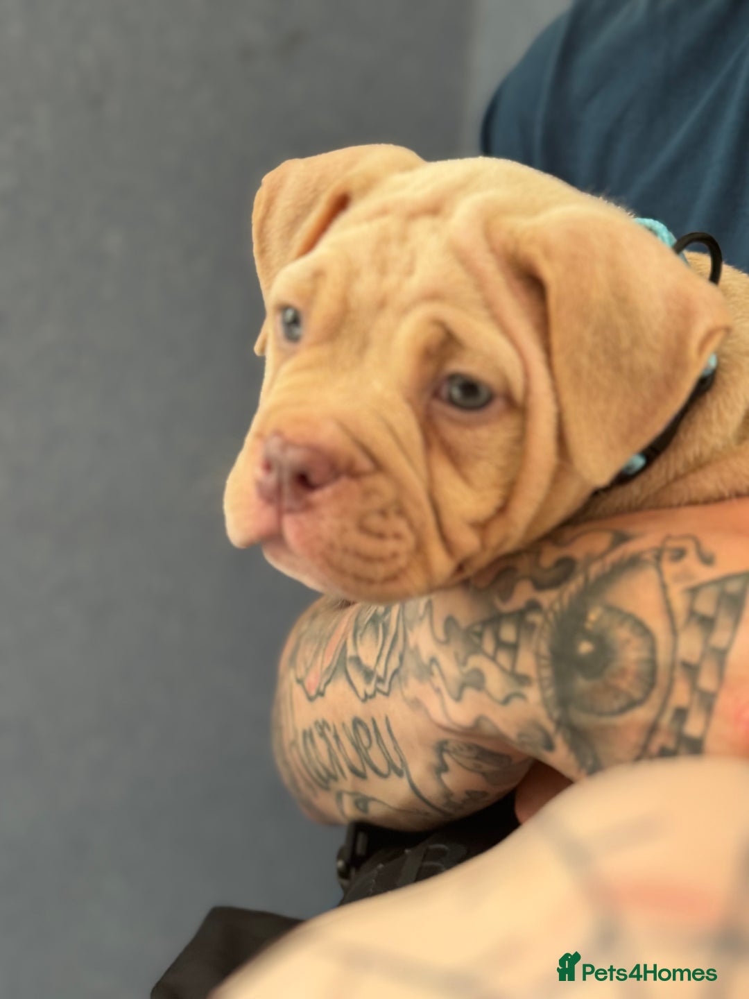 American Bully dogs for sale: Pocket bully female GREAT bloodline READY to leave - Image 15
