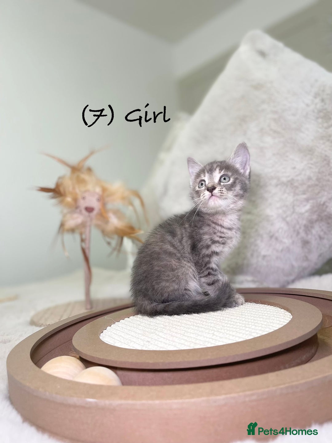 Mixed Breed cats for sale: Stunning kittens 8 weeks old ready now  - Advert 27