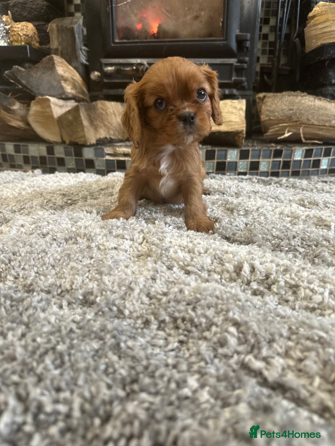 Cavalier King Charles Spaniel dogs for sale: ** DNA CLEAR 🧬 KC REGISTERED CAVALIER PUPPIES ** - Advert 14