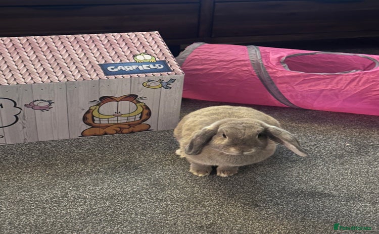Mini Lop rabbits - Advert 10