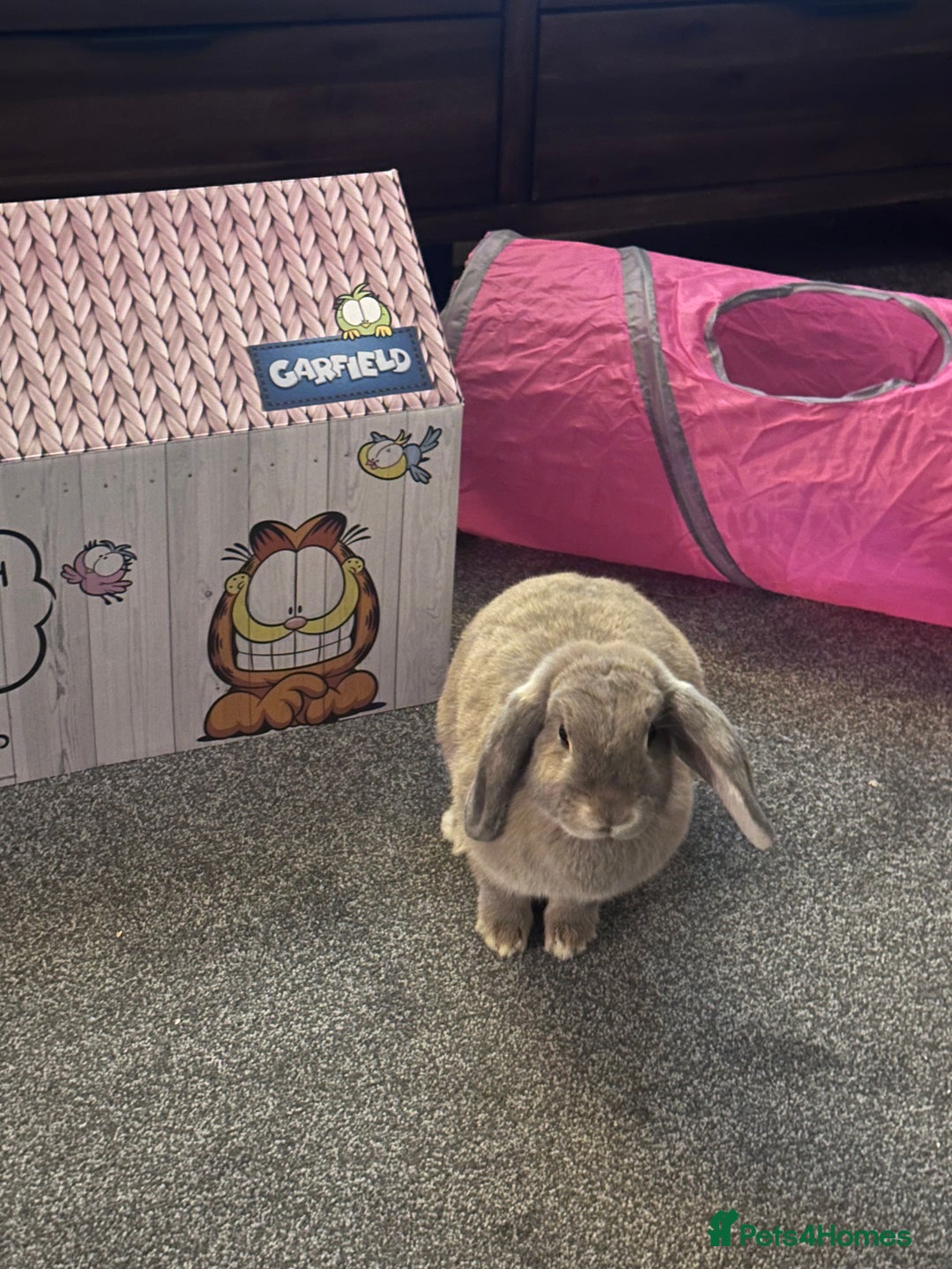 Mini Lop rabbits for sale: Baby mini lop  - Image 1