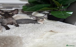 Devon Rex cats for sale: Devon Rex Kittens  - Image 15