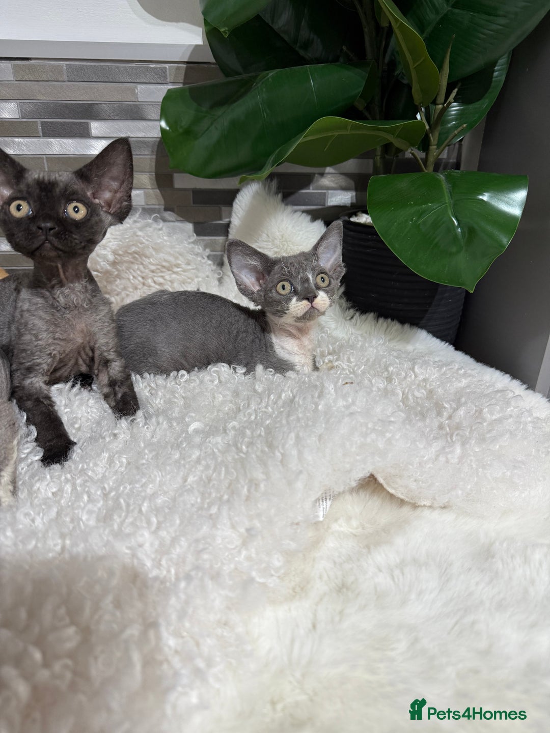 Devon Rex cats for sale: Devon Rex Kittens  - Image 15
