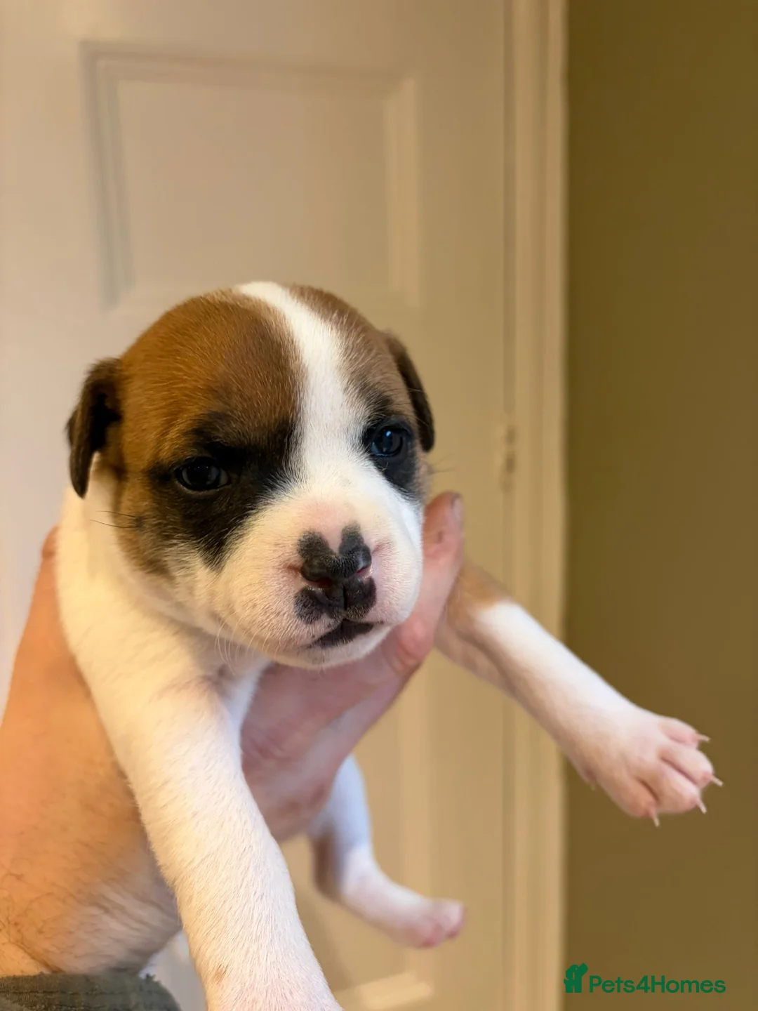 Staffordshire Bull Terrier dogs for sale: Stunning litter of 5 red/pied Staffies. Coi 3.8% - Advert 7