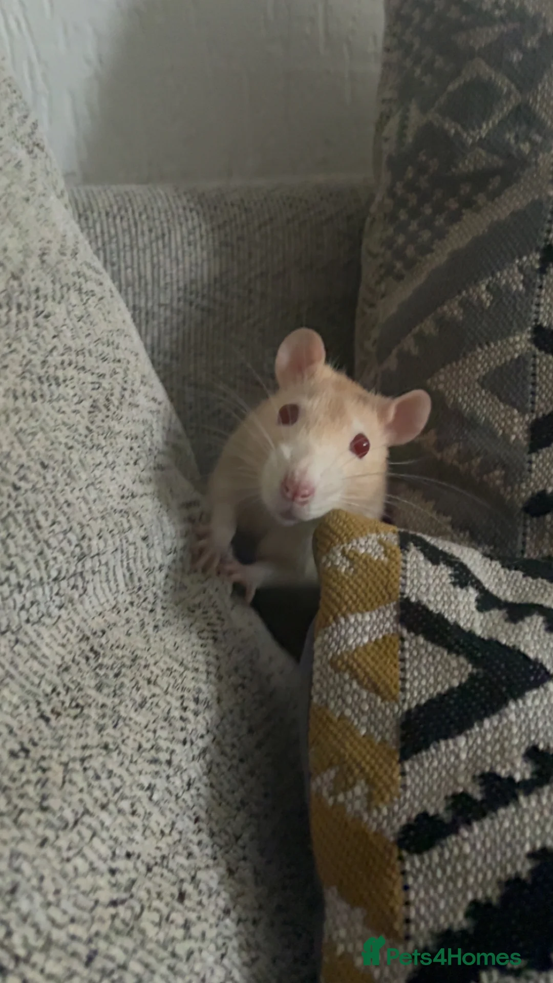 Rat rodents for sale:  albino male rats (twins)  - Advert 3