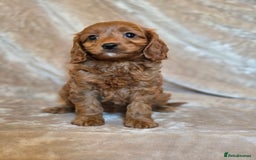 Cavapoo dogs for sale: Gorgeous Fox Red Cavapoo health tested parents  - Image 33