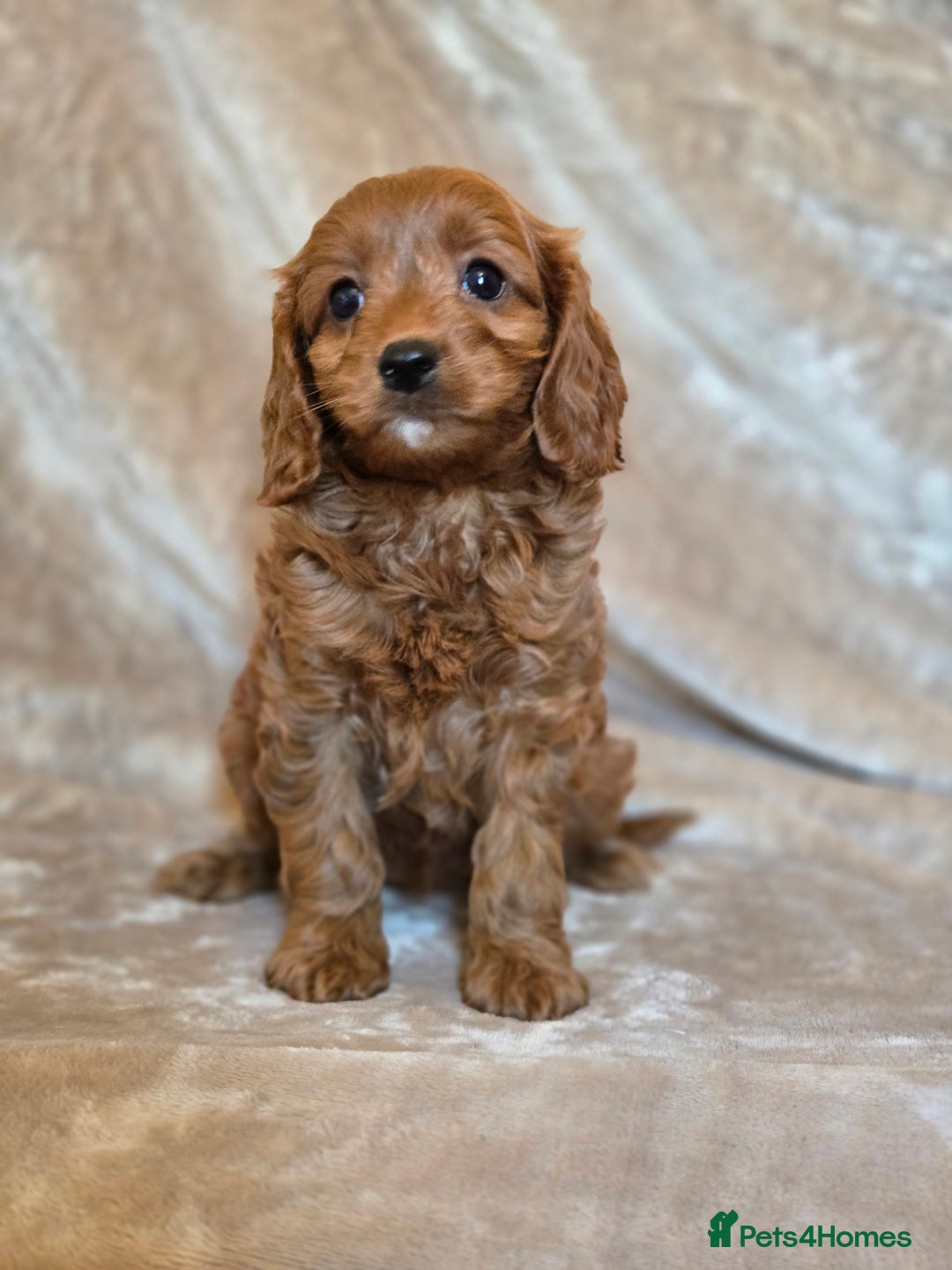 Cavapoo dogs for sale: Gorgeous Fox Red Cavapoo health tested parents  - Image 33