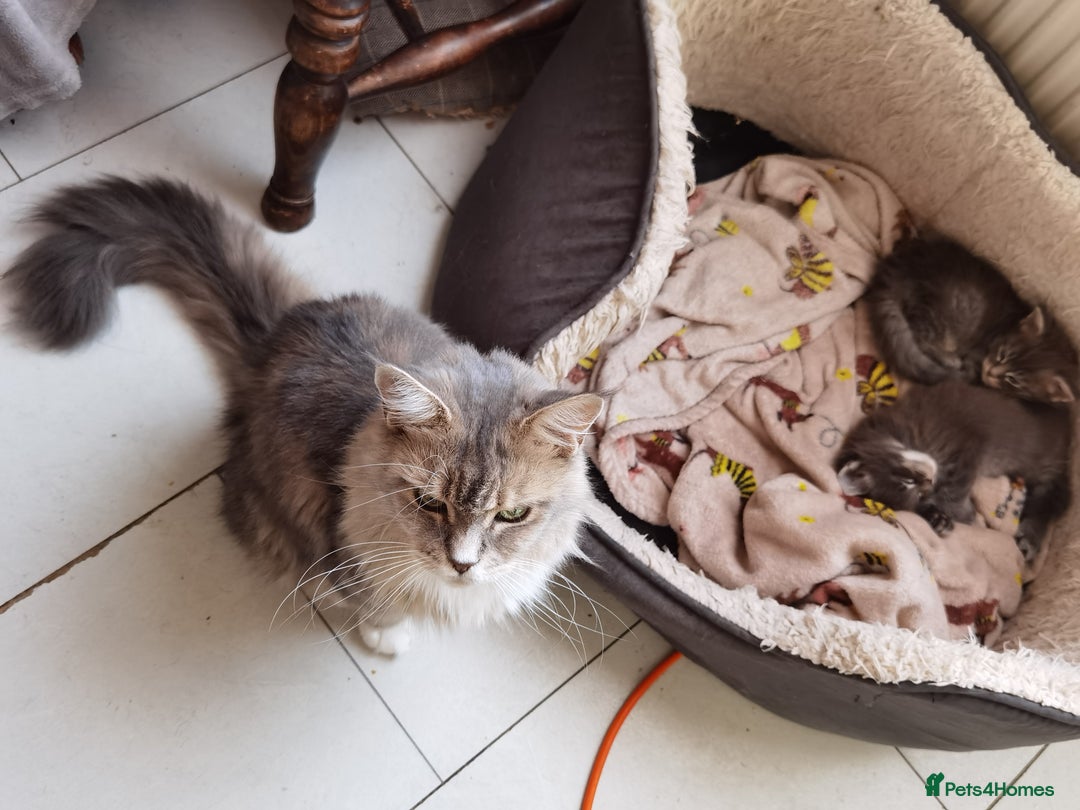 Maine Coon cats for sale: Two beautiful Maine Coon kittens - Image 10