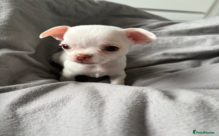Chihuahua dogs - Advert 3