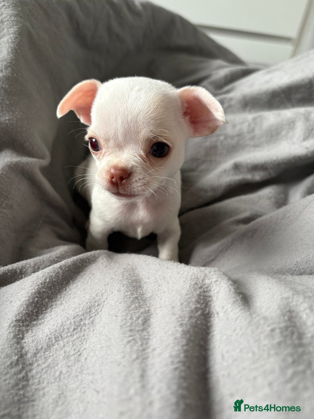 Chihuahua dogs for sale: Tiny chihuahua girl smooth coat - Image 1