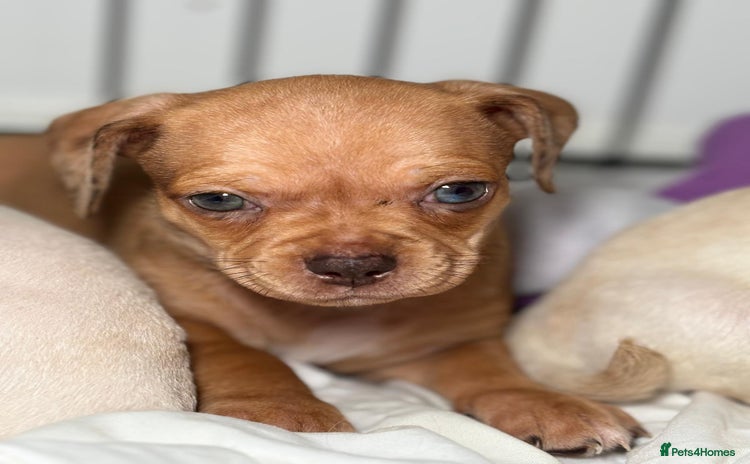 Chiweenie dogs - Advert 3