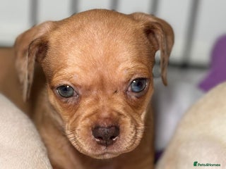 Chiweenie dogs chiweenie - Advert 5