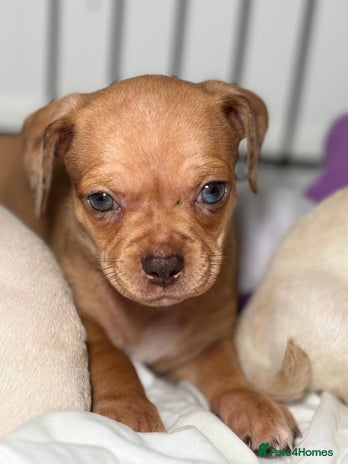 Chiweenie dogs - Advert 1