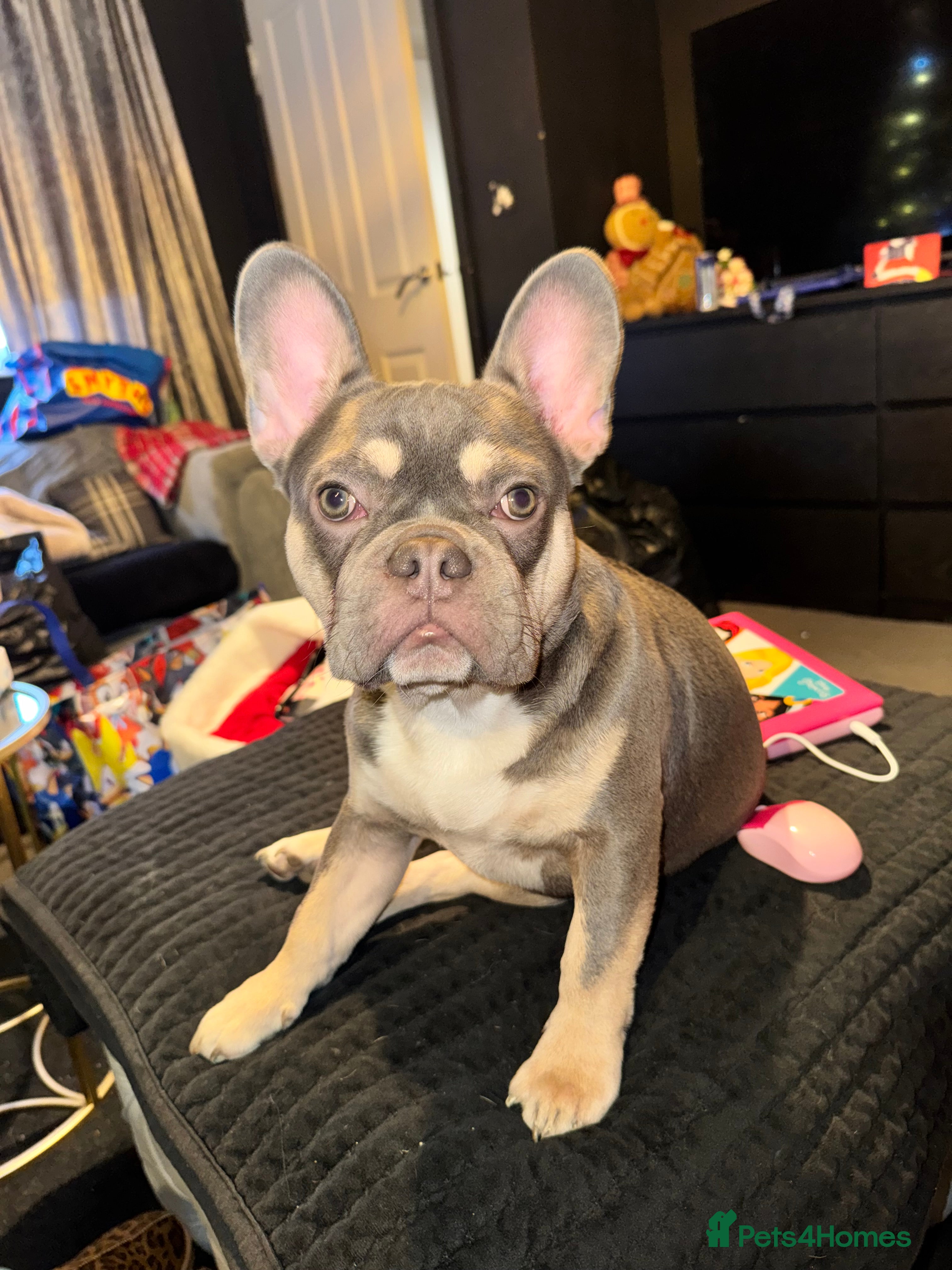 French Bulldog dogs Kc Registered French bulldog.  - Advert 1