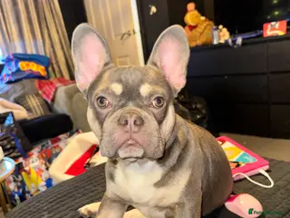 French Bulldog dogs Kc Registered French bulldog. - Advert 1