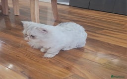 Persian cats for sale: Persian chinchilla female  - Image 4