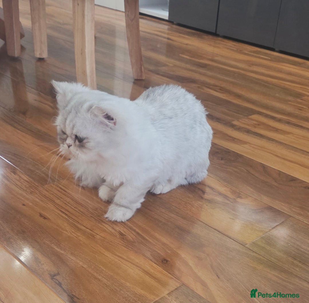 Persian cats for sale: Persian chinchilla female  - Image 4