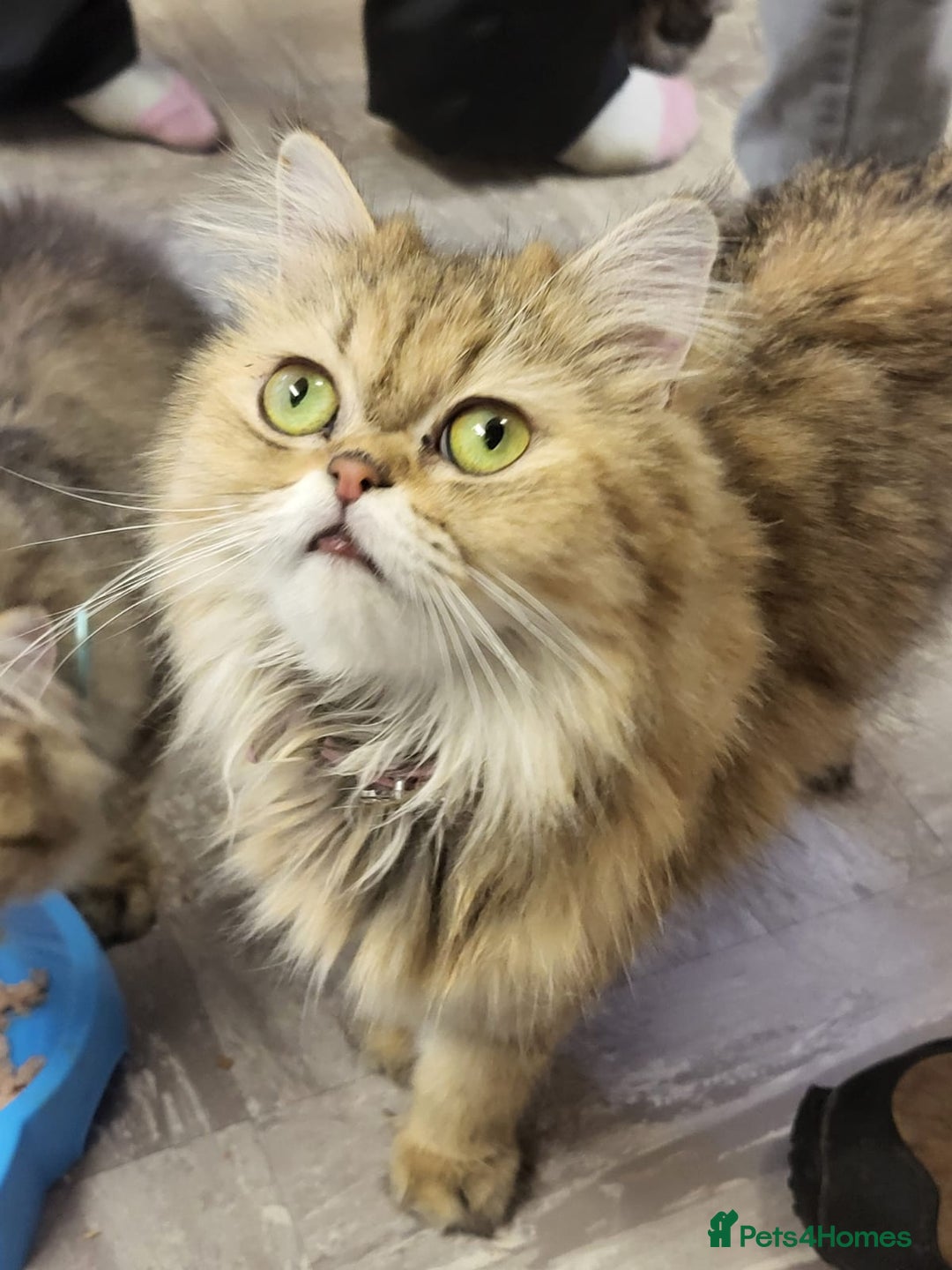 Persian cats for sale: Golden Shaded Tabby Boy - Advert 6