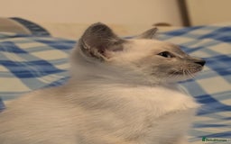 Snowshoe cats for sale: Rare Pedigree Snowshoe Kittens  - Image 25