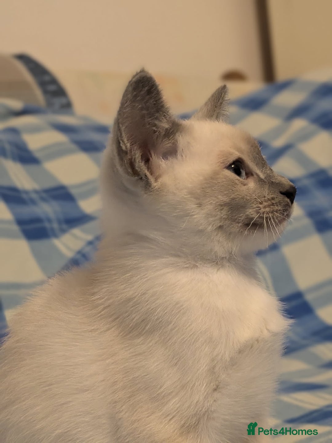 Snowshoe cats for sale: Rare Pedigree Snowshoe Kittens  - Image 25