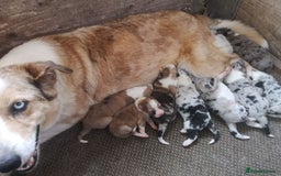 Border Collie dogs for sale: Collie puppies blue Merle and red Merle  - Image 4