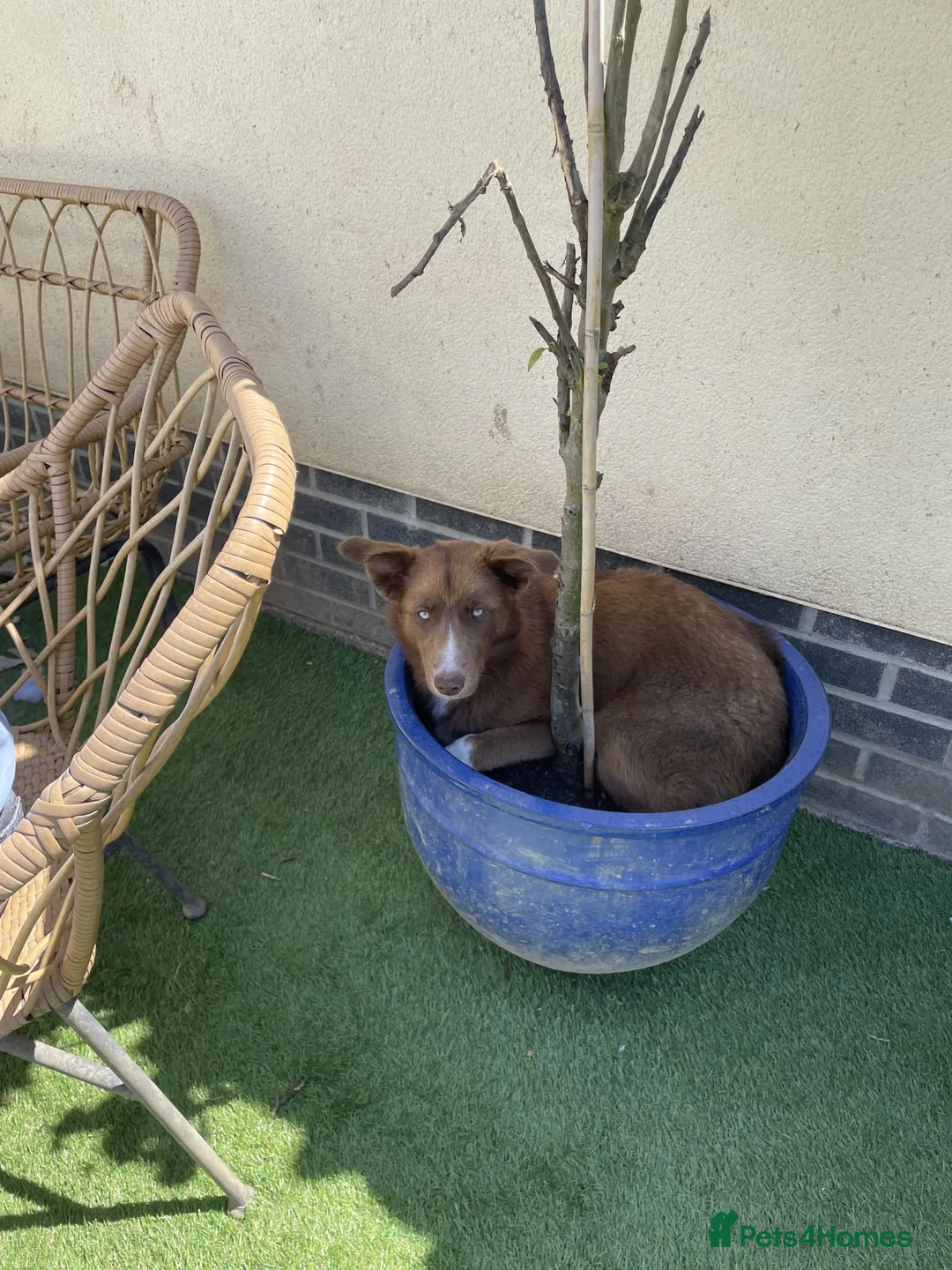 Mixed Breed dogs for sale: Husky x collie female  - Advert 6