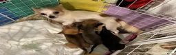 Chihuahua dogs for sale:  Chihuahua Puppies – 2 Boys 2 Girls Ready Soon - Advert 7