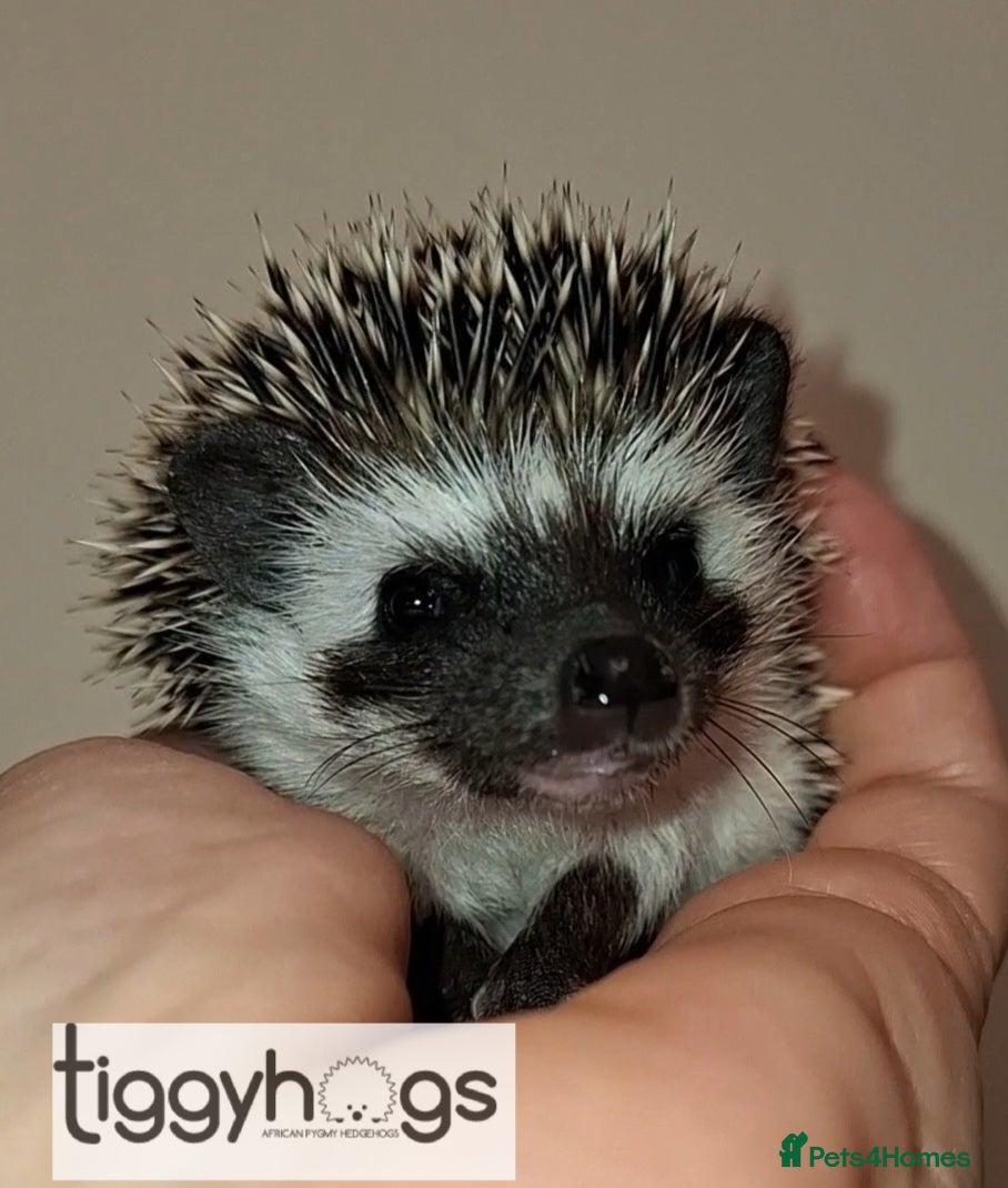 Pygmy Hedgehog rodents 1 handsome Male and 1 stunning female  - Advert 1