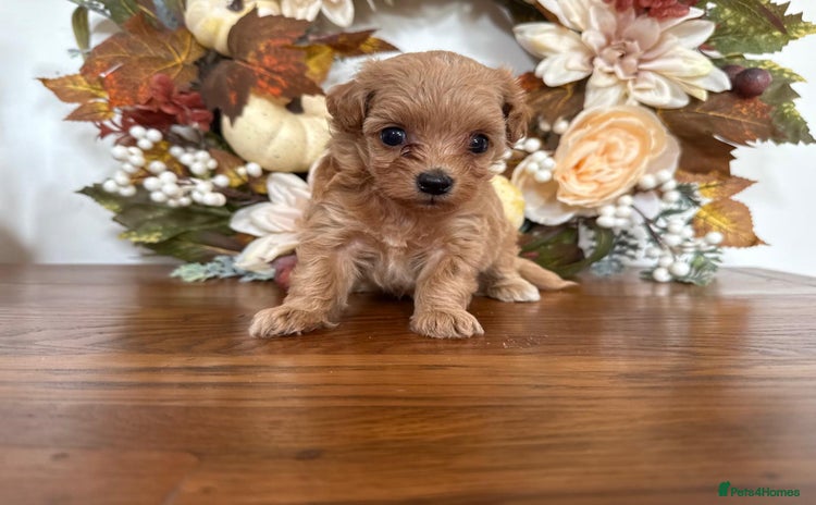Maltipoo dogs - Advert 1