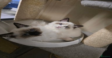 Ragdoll cats Gccf registered little Queens available 🥰 - Advert 7