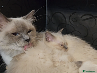 Ragdoll cats Ragdoll kittens boys Blue point Mitted - Advert 1