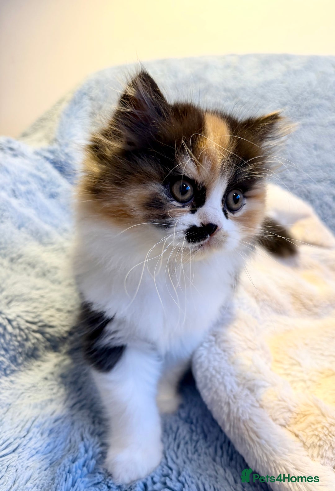 British Longhair cats for sale: British Longhair girls TICA registered  - Advert 23