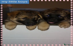 German Shepherd dogs for sale: 7  beautiful german shephered pups  - Image 37