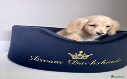 Miniature Dachshund dogs for sale: ℂ𝕝𝕖𝕒𝕣 ℂ𝕣𝕖𝕒𝕞 𝕄𝕚𝕟𝕚 𝔻𝕒𝕔𝕙𝕤𝕙𝕦𝕟𝕕𝕤 in Bootle - Image 10