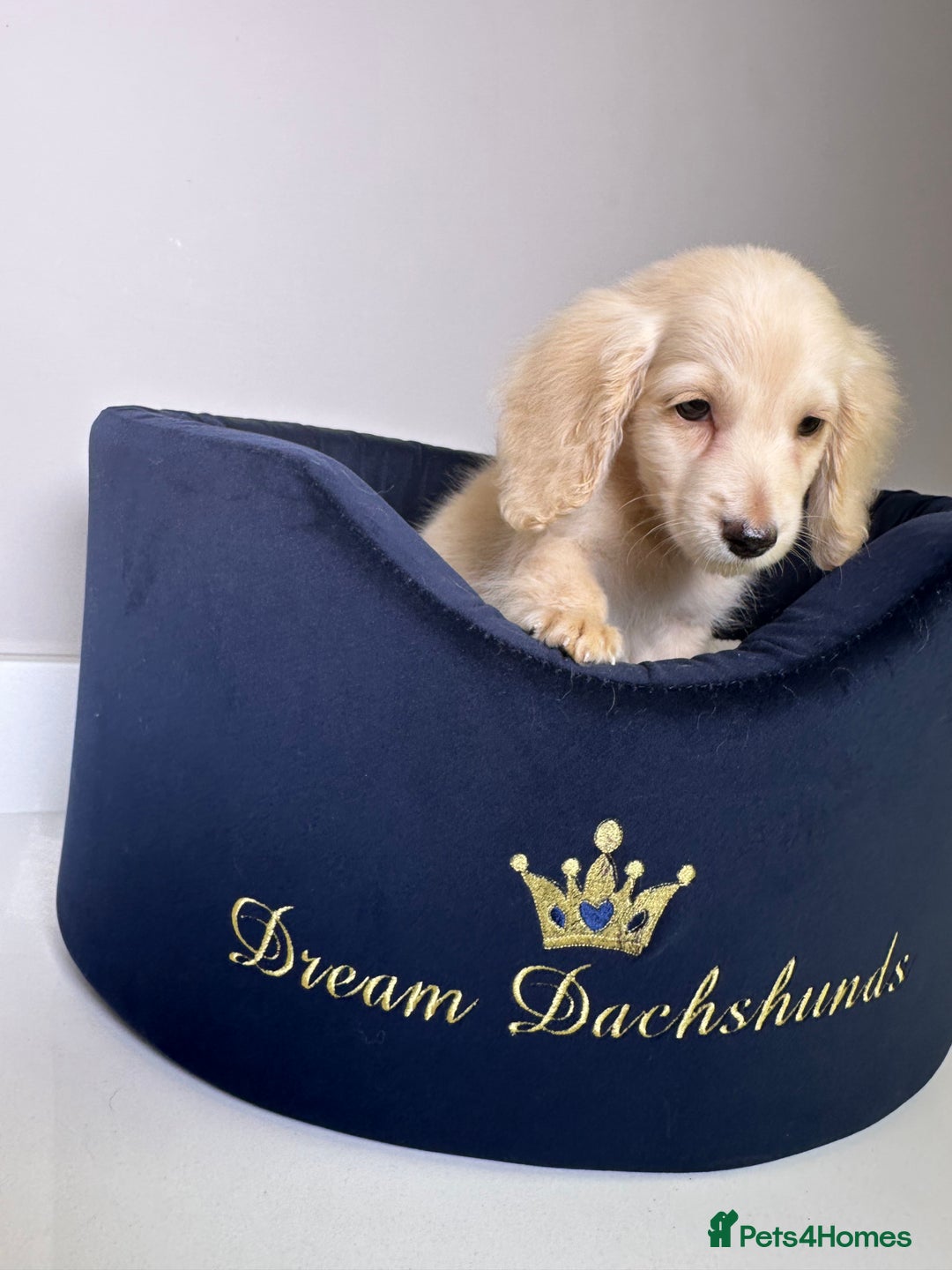 Miniature Dachshund dogs for sale: ℂ𝕝𝕖𝕒𝕣 ℂ𝕣𝕖𝕒𝕞 𝕄𝕚𝕟𝕚 𝔻𝕒𝕔𝕙𝕤𝕙𝕦𝕟𝕕𝕤 in Bootle - Image 10