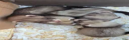 Ferret rodents for sale: Kits Half Bew Half Sandy in Stoke-on-Trent - Advert 10