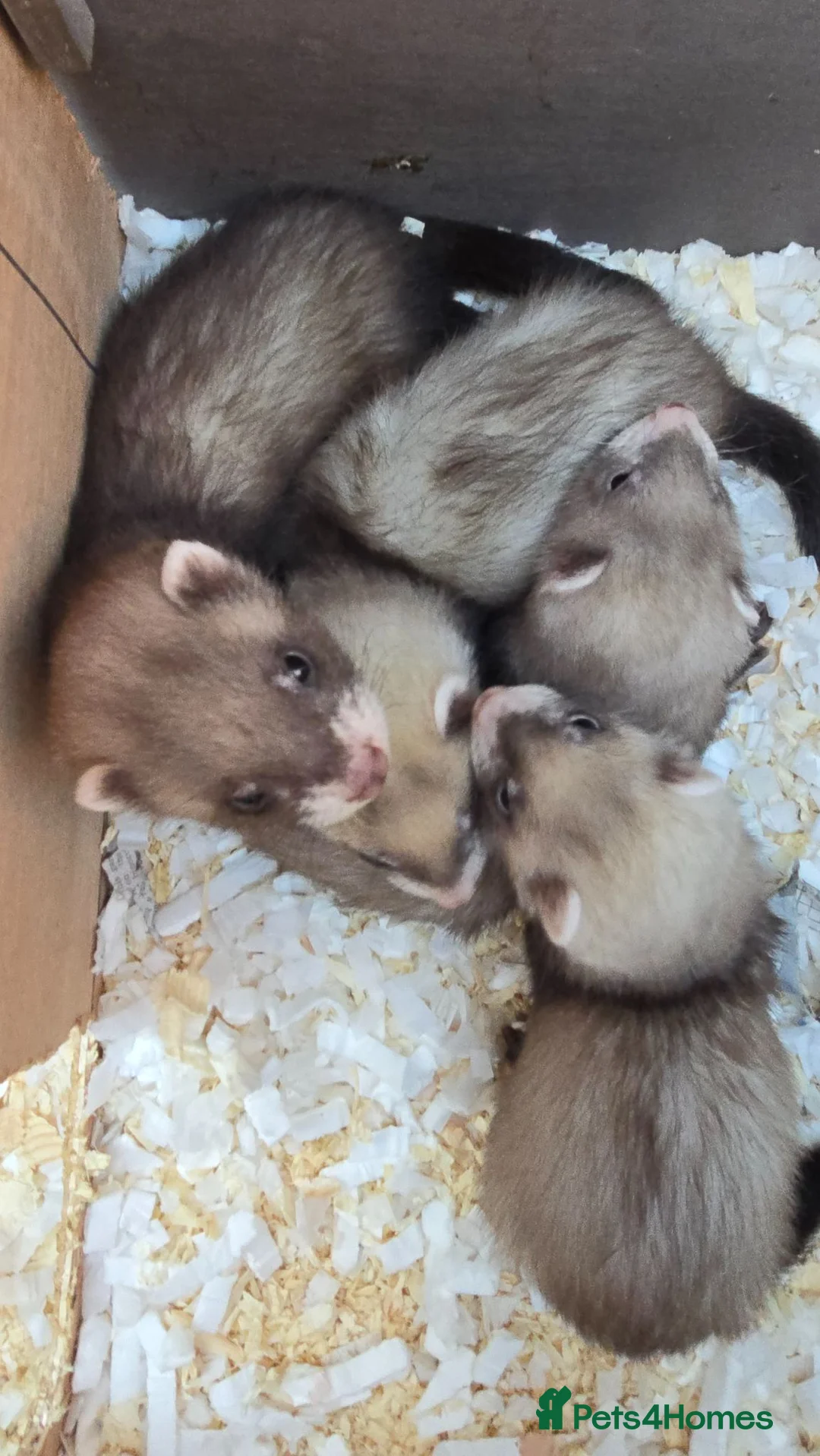 Ferret rodents for sale: Kits Half Bew Half Sandy in Stoke-on-Trent - Advert 10