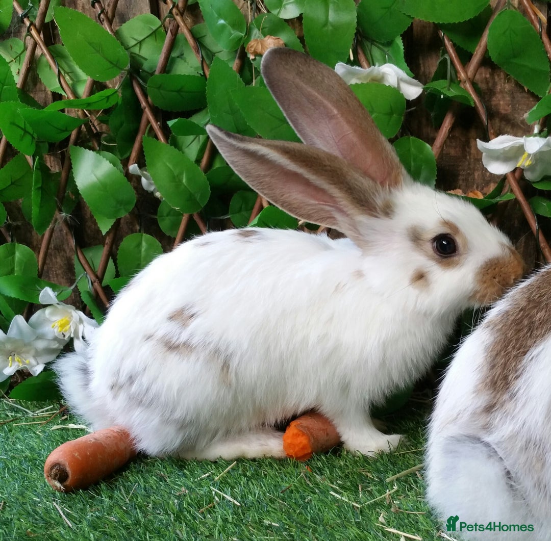 Continental Giant rabbits for sale: Giant Papillon Baby Boys  - Vaccinated - Reserve - Image 11