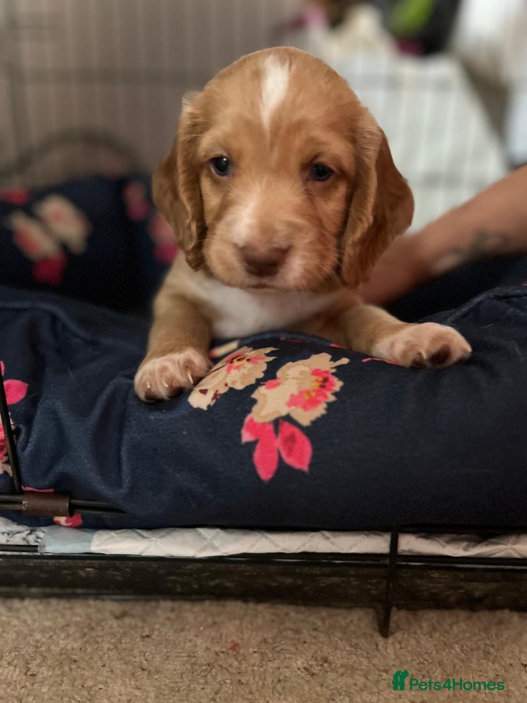 Cocker Spaniel dogs for sale: Litter of 6 - Image 12